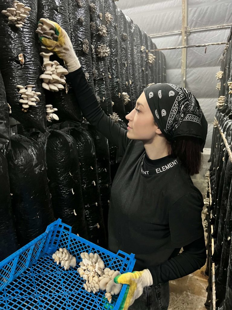 Девушка собирает грибы вешанка
